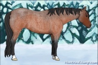 Horse Color:Brown Roan 