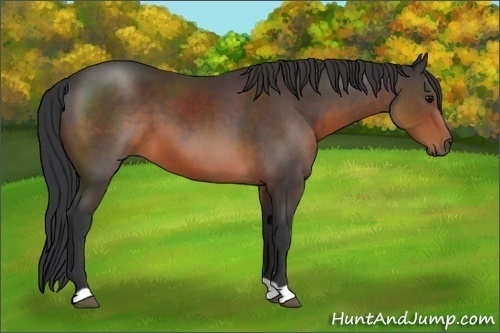 Horse Color:Brown 