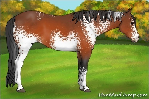 Horse Color:White Spotted Brown 