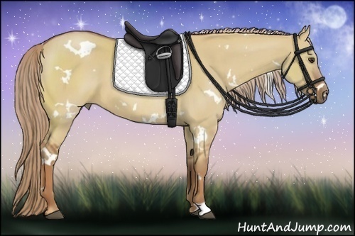 Horse Color:White Spotted Red Dun 