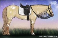 Horse Color:White Spotted Red Dun 