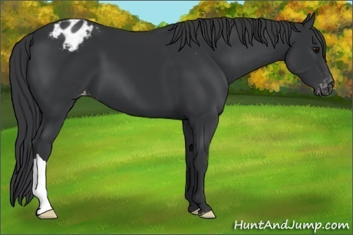 Horse Color:Black Appaloosa 