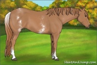 Horse Color:White Spotted Chestnut 