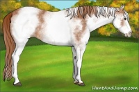 Horse Color:White Spotted Chestnut