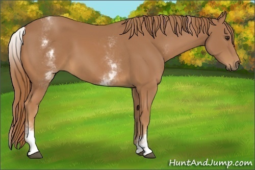 Horse Color:White Spotted Chestnut