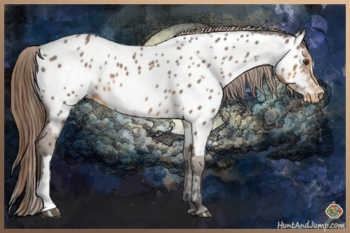 Horse Color:Buckskin Near Leopard 