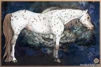 Horse Color:Buckskin Near Leopard 
