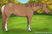 Horse Color:White Spotted Chestnut 