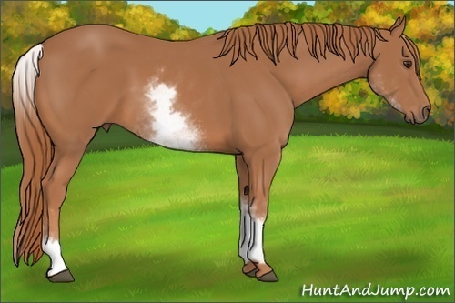 Horse Color:White Spotted Chestnut