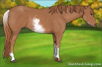 Horse Color:White Spotted Chestnut 
