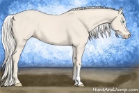 Horse Color:Cremello 