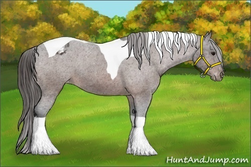 Horse Color:Bay Tobiano Appaloosa 
