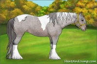 Horse Color:Bay Tobiano Appaloosa