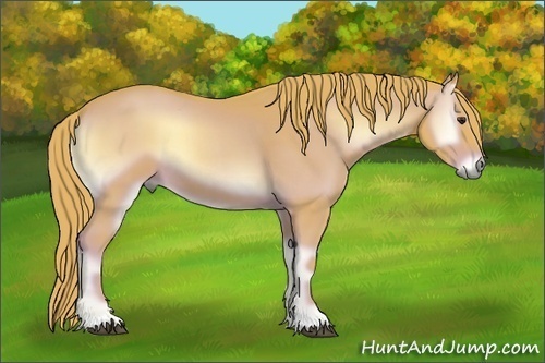 Horse Color:Watercolor Red Onyx 