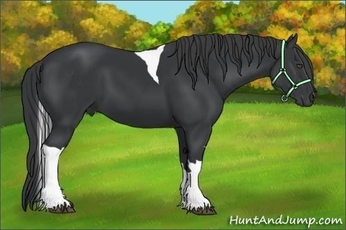 Horse Color:Black Tobiano 