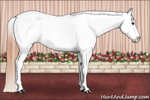 Horse Color:Classic Champagne Appaloosa 