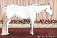 Horse Color:Classic Champagne Appaloosa 