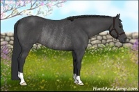 Horse Color:Black Rabicano 