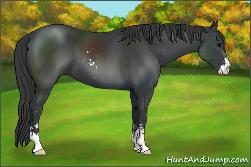 Horse Color:Black Sabino 