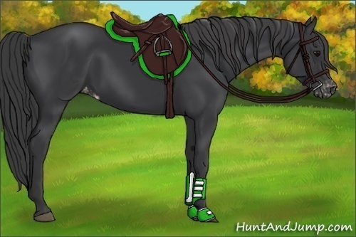 Horse Color:Black Appaloosa