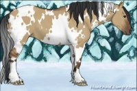 Horse Color:White Spotted Bay Dun