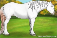 Horse Color:White Spotted Amber Champagne Dun Appaloosa 