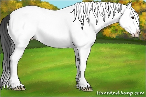 Horse Color:White Spotted Bay Splash