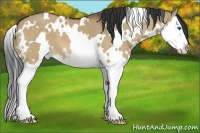 Horse Color:White Spotted Bay Dun Splash 