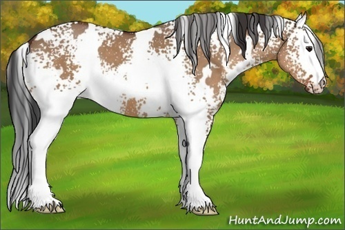 Horse Color:White Spotted Bay Dun