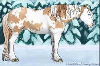 Horse Color:White Spotted Gold Champagne Splash 