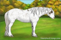 Horse Color:Chocolate Palomino Sabino 