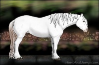 Horse Color:White Spotted Chestnut Appaloosa 