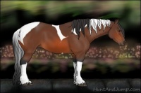 Horse Color:Bay Tobiano 