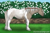 Horse Color:Silver Grullo Sabino Tobiano Rabicano