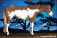 Horse Color:Chestnut Splash Frame