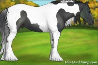 Horse Color:Black Tobiano 