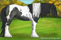 Horse Color:Black Tobiano 