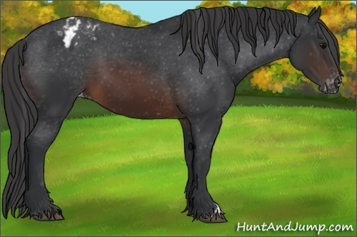 Horse Color:Brown Appaloosa 