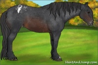 Horse Color:Brown Appaloosa