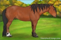 Horse Color:Bay Sabino