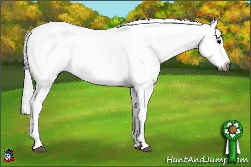 Horse Color:Gray Brown Roan Splash Appaloosa