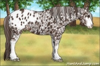 Horse Color:Liver Chestnut Sabino Appaloosa 
