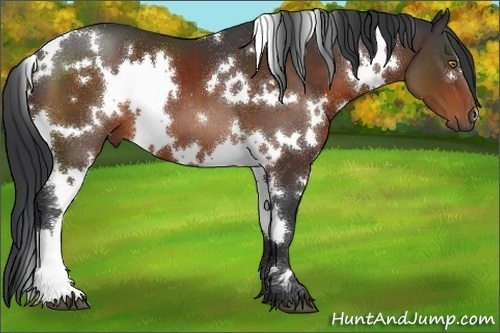 Horse Color:White Spotted Bay 