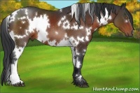 Horse Color:White Spotted Bay