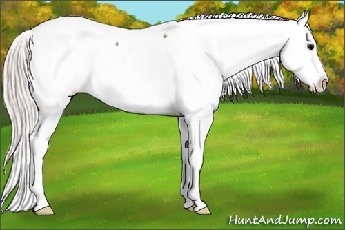 Horse Color:Silver Brown Snowcap