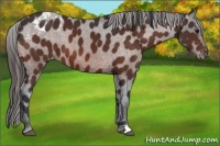 Horse Color:Bay Appaloosa