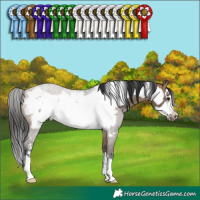 Horse Color:Brown Dun Frame 