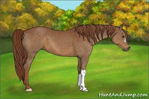 Horse Color:Chestnut 
