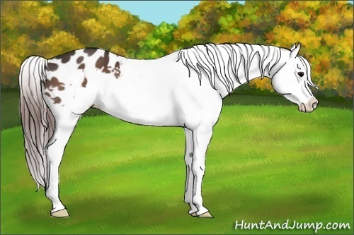 Horse Color:Brown Splash Frame Appaloosa