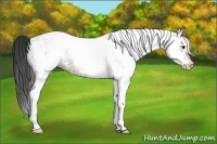 Horse Color:White Spotted Brown 